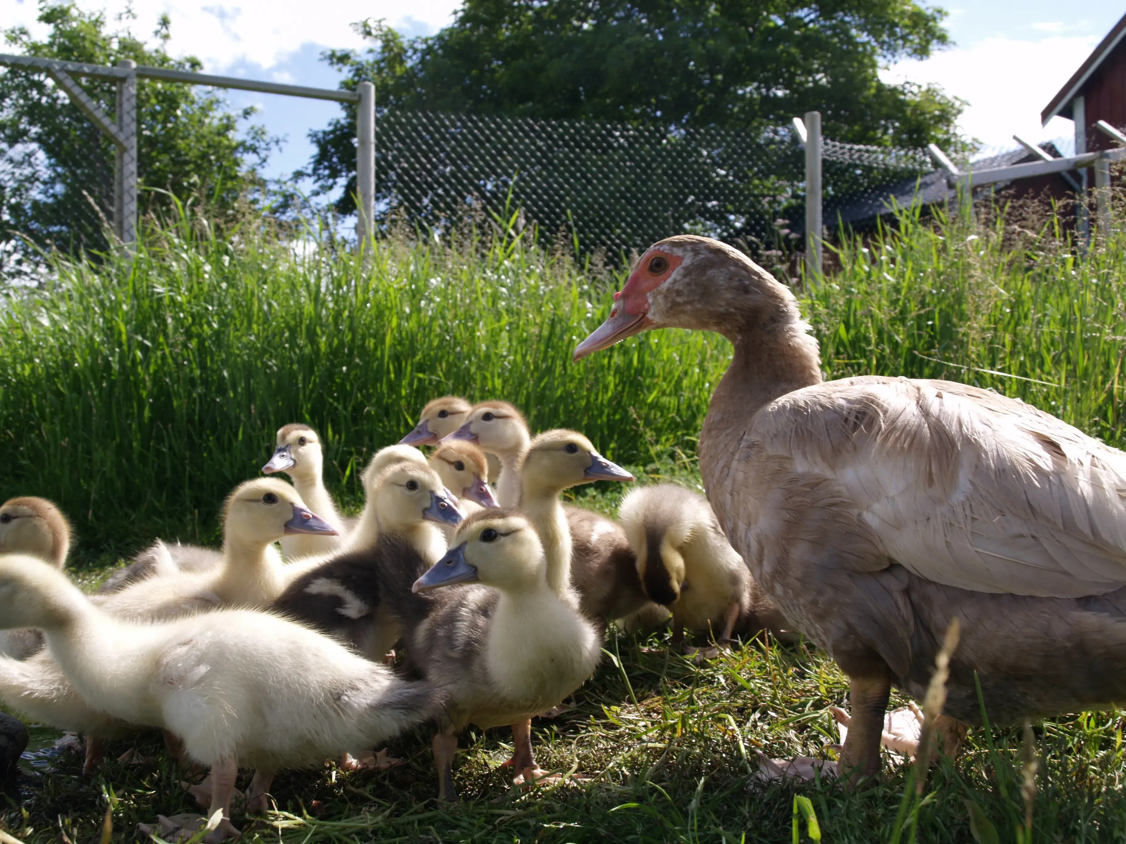 A photo of a duck with her ducklings
